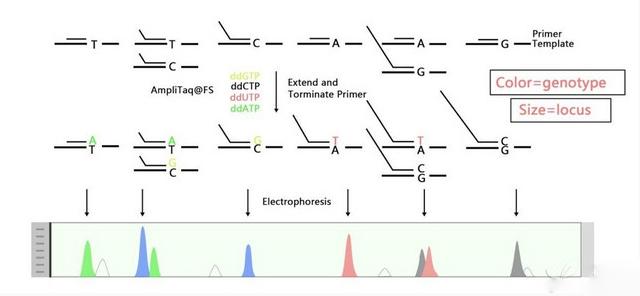 Figure 1: Diagram illustrating the principle of SNaPshot.