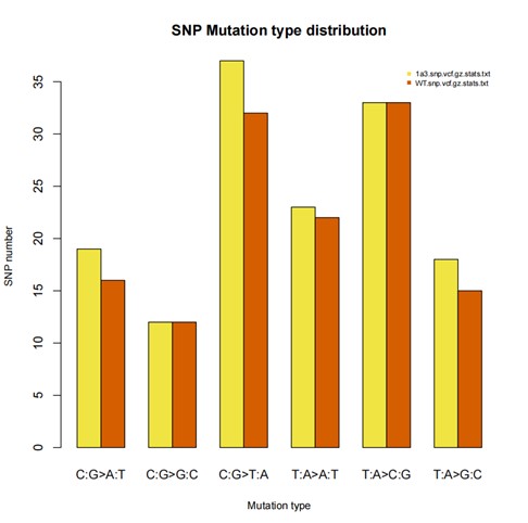 Distribution of SNP mutation types in the dataset.