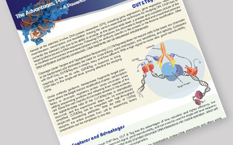 CUT&Tag Seq: Efficient Chromatin Profiling for Histone & TF Analysis