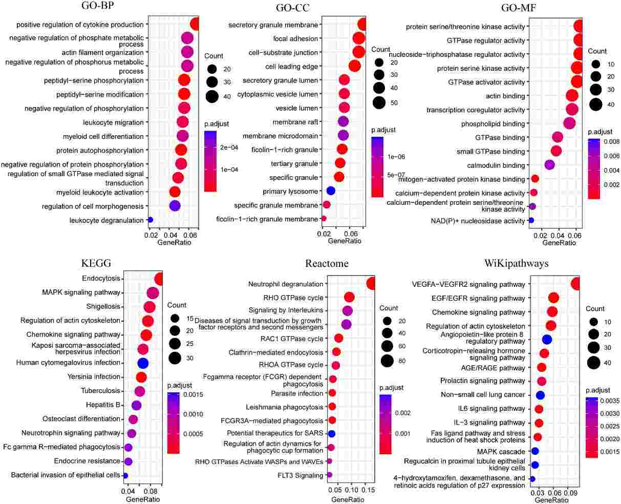 Figure 6: Bubble plots displaying functional enrichment analysis of genes in blue modules, highlighting top 15 significantly enriched pathways. (Geng et al., 2022)