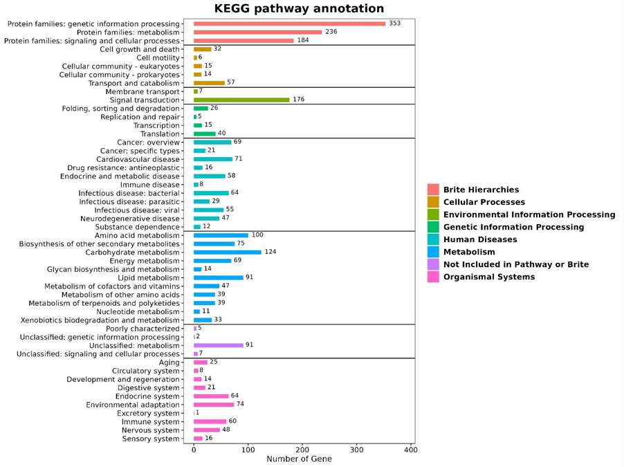 KEGG pathway classification of gene functions