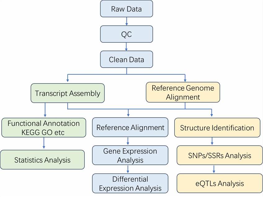 RNA Sequencing Data Analysis Process.