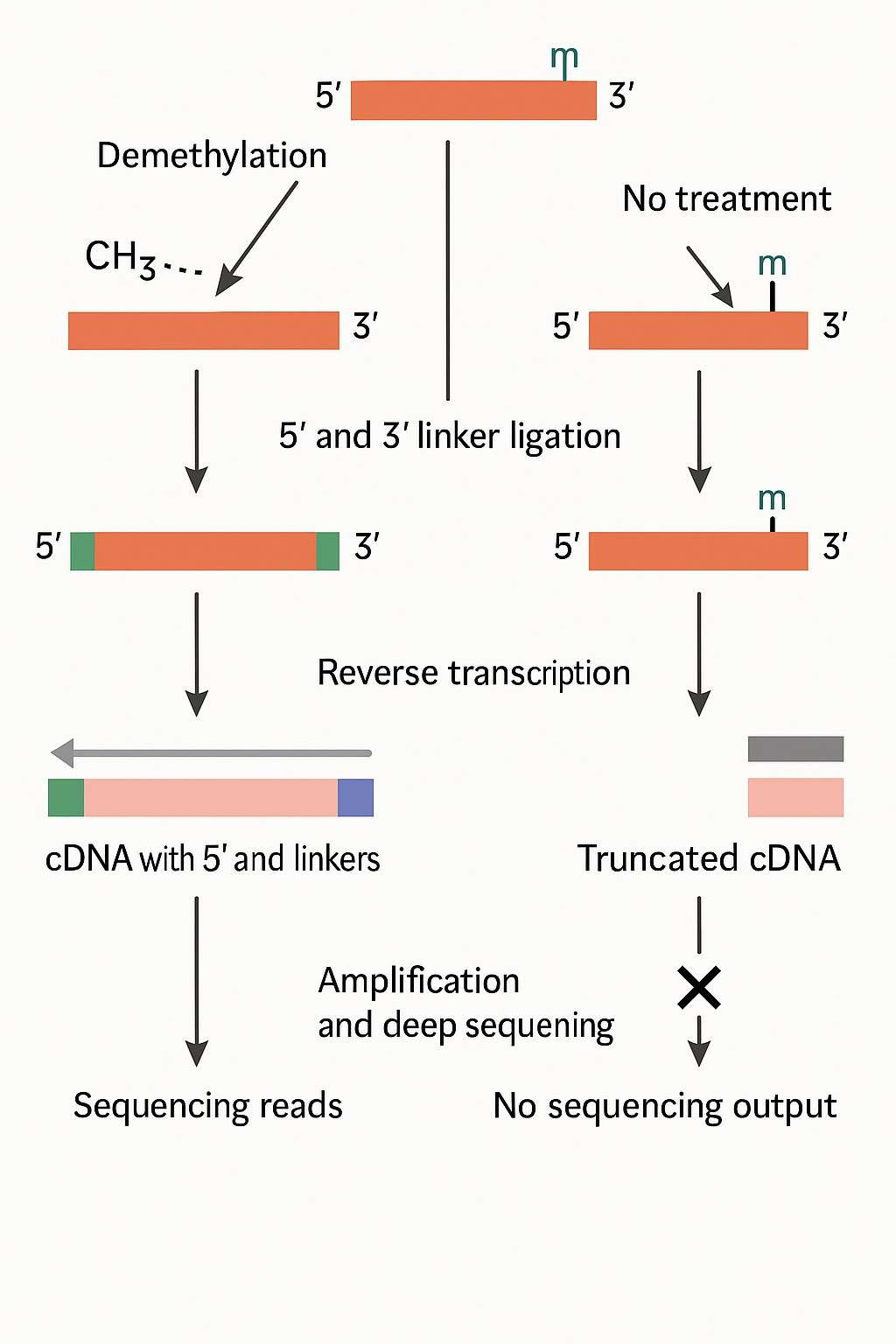 How tRNA Sequencing Works