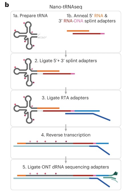 illustrate the adapter-ligation workflow