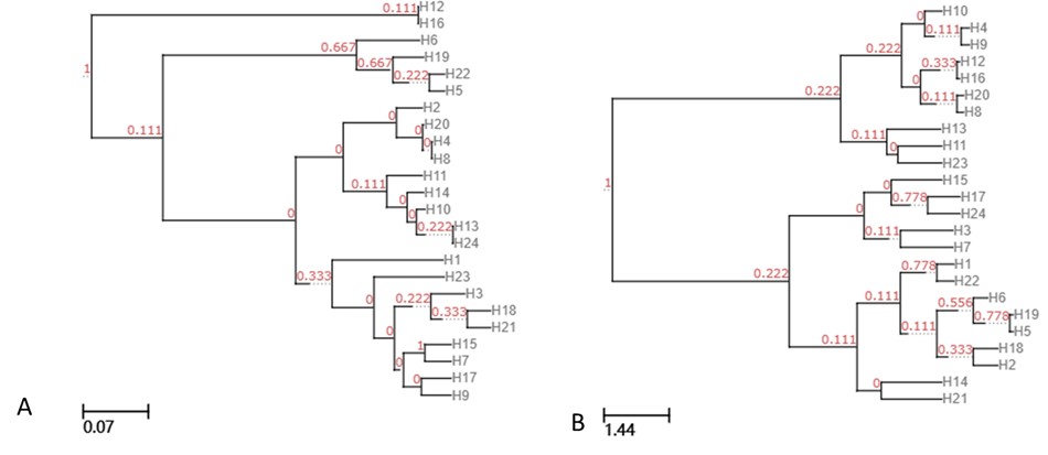 UPGMA clustering tree based on unweighted and weighted UniFrac.