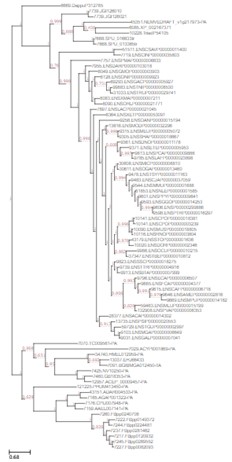 UPGMA clustering tree for sample relationships and grouping.