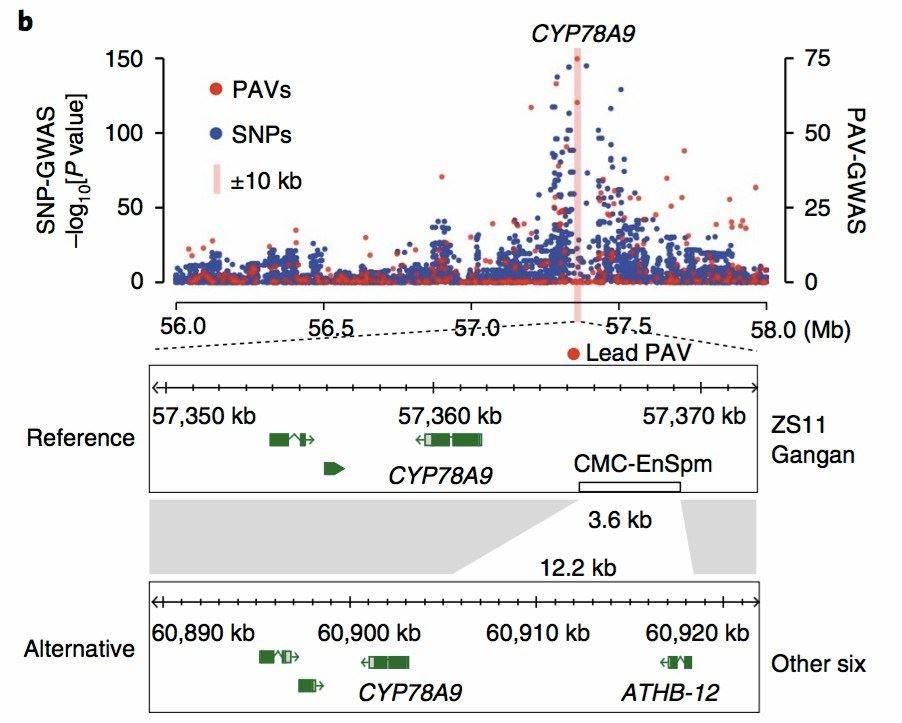 Figure 7: GWAS Analysis Results for Presence–Absence Variants (PAV) in Canola. (Song et al., 2020)