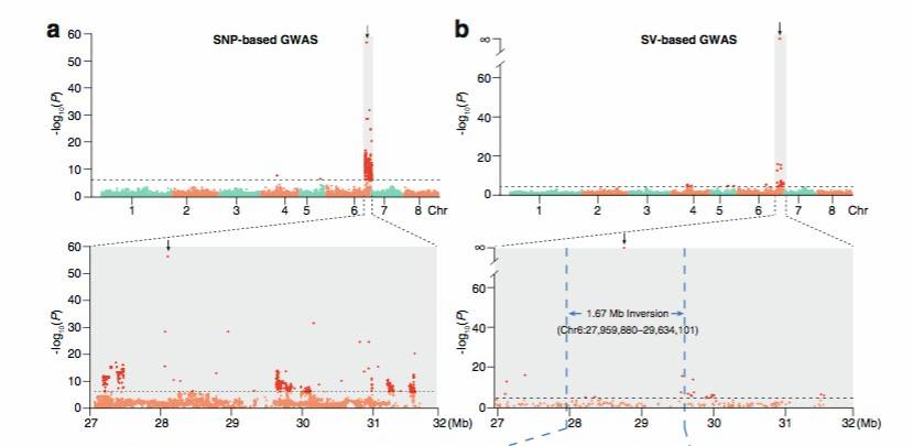Figure 8: GWAS Analysis Results for Structural Variants (SVs) in Peach. (Jiantao et al., 2021)