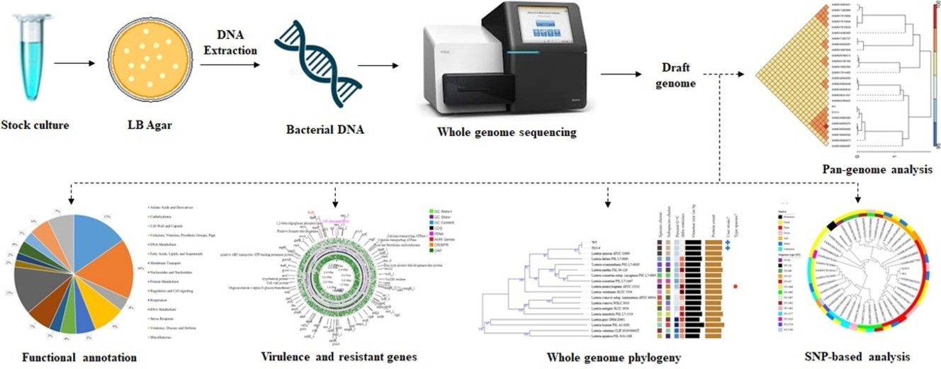 Whole genome sequencing identifies virulence traits, genetic mobility elements, and possible transmission routes in livestock environments. (Rivu, Supantha, et al., 2024)