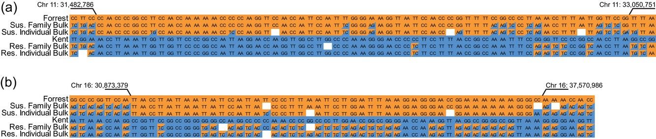 Genomic regions linked to frogeye leaf spot resistance identified via bulked segregant analysis on chromosome 11 and 16 in an F2:3 population.
