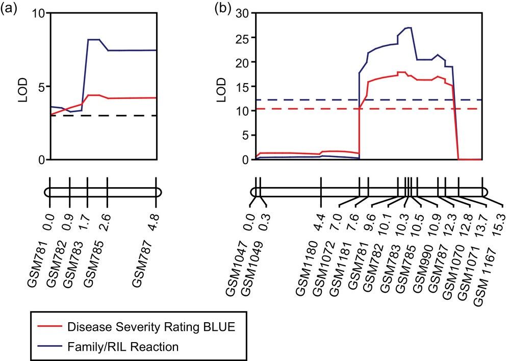 Linkage maps showing the Rcs2 locus on chromosome 11 in both F2:3 and recombinant inbred line (RIL) populations.