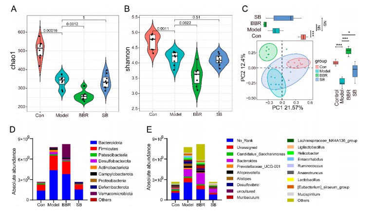 Absolute metagenomic sequencing showing Akkermansia increase and Erysipelatoclostridium decrease after berberine treatment