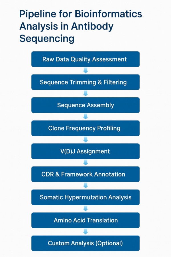 Pipeline for bioinformatics analysis in antibody sequencing, showing sequential steps including raw data quality assessment, sequence trimming and filtering, sequence assembly, clone frequency profiling, V(D)J assignment, CDR and framework annotation, somatic hypermutation analysis, amino acid translation, and optional custom analysis.