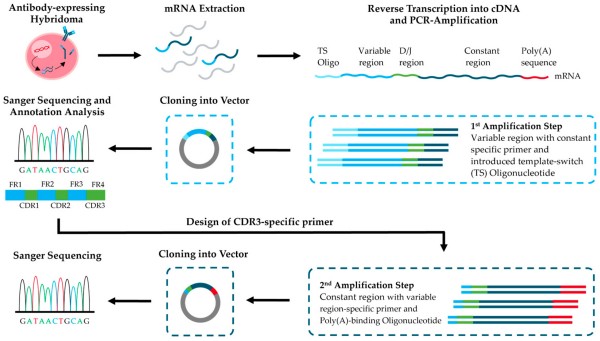 antibody-sequencing-1a