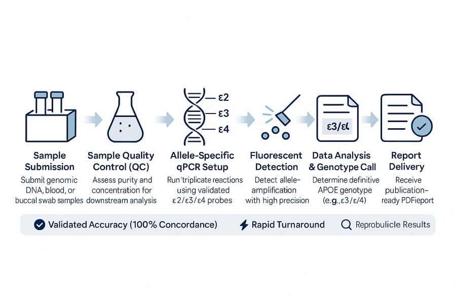 Six-step APOE genotyping workflow using AS-qPCR by CD Genomics, from sample QC to publication-ready report.
