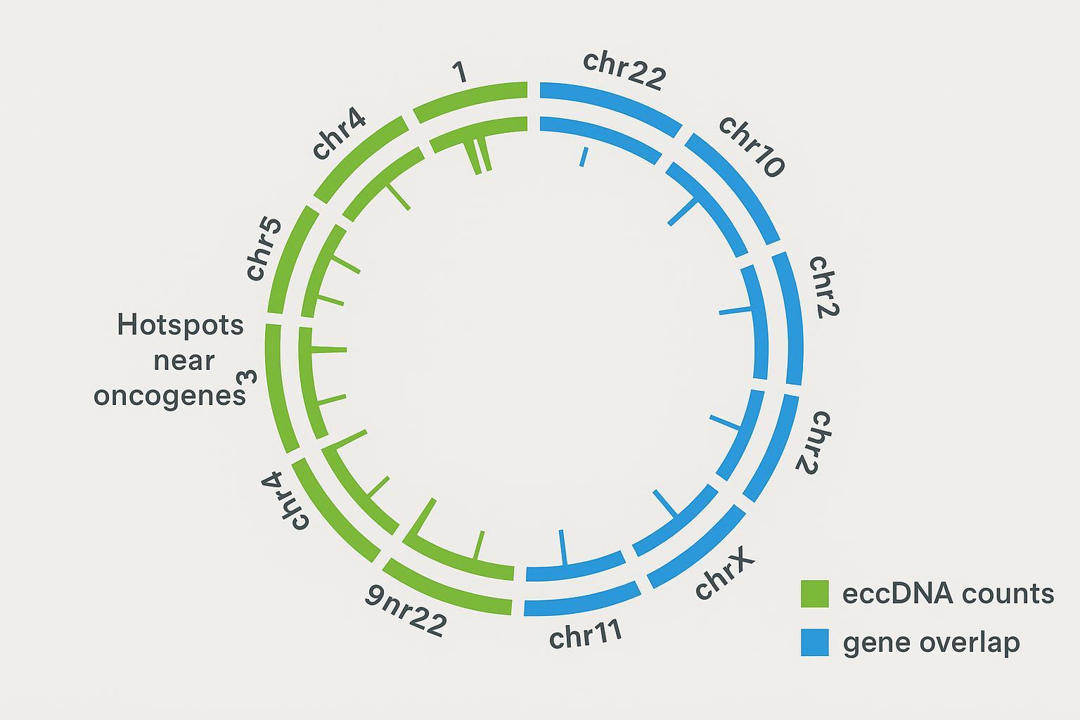 Illustrative Circos plot showing hypothetical eccDNA distribution using CD Genomics brand colors.