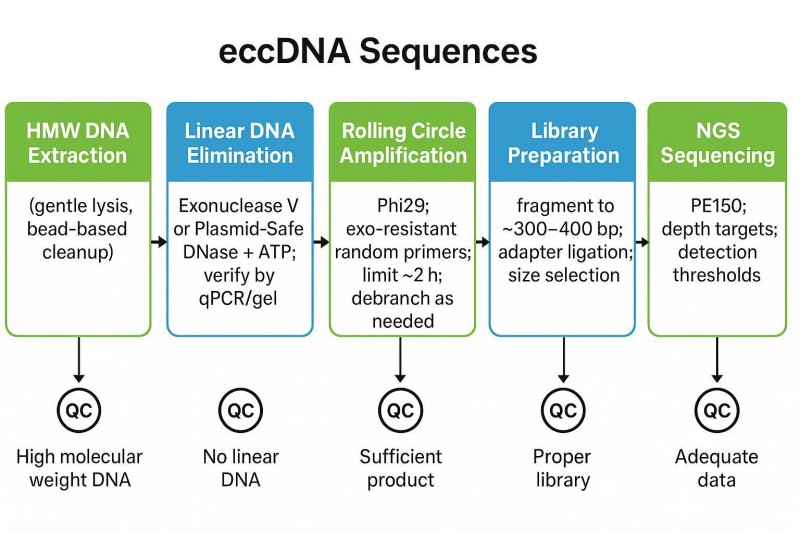 Workflow flowchart for eccDNA sequencing: HMW extraction → exonuclease digestion → RCA → library prep → NGS, with QC checkpoints.