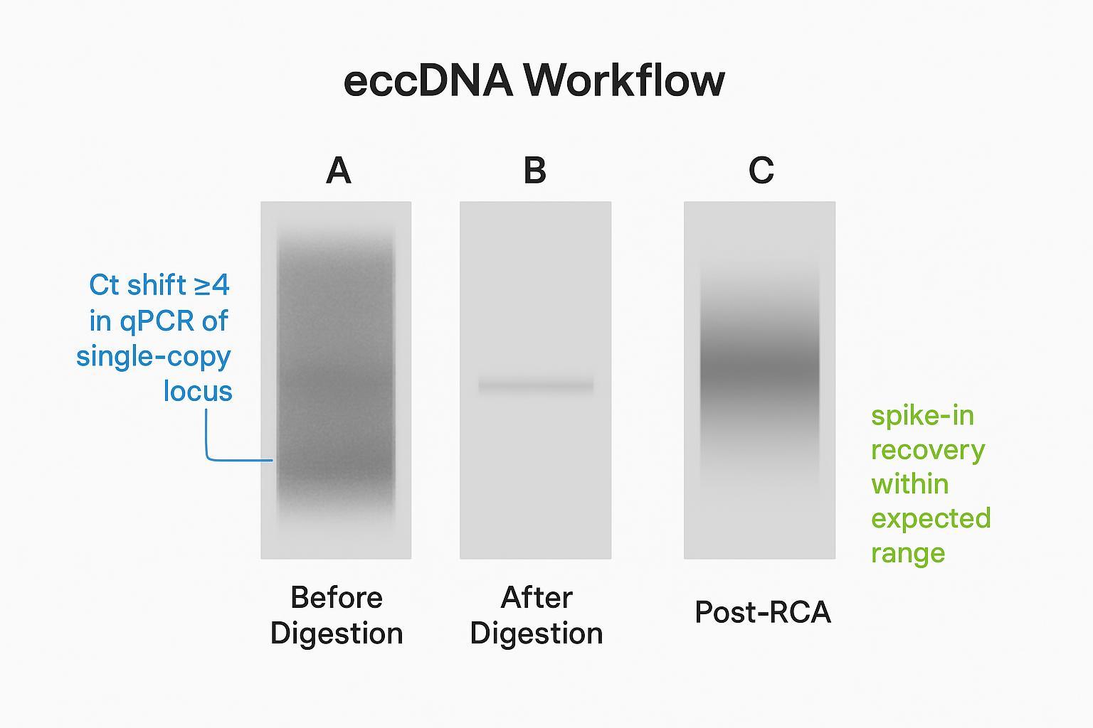 Schematic gel showing Before Digestion smear, After Digestion reduced linear DNA, and Post-RCA high-molecular-weight smear, with QC annotations.