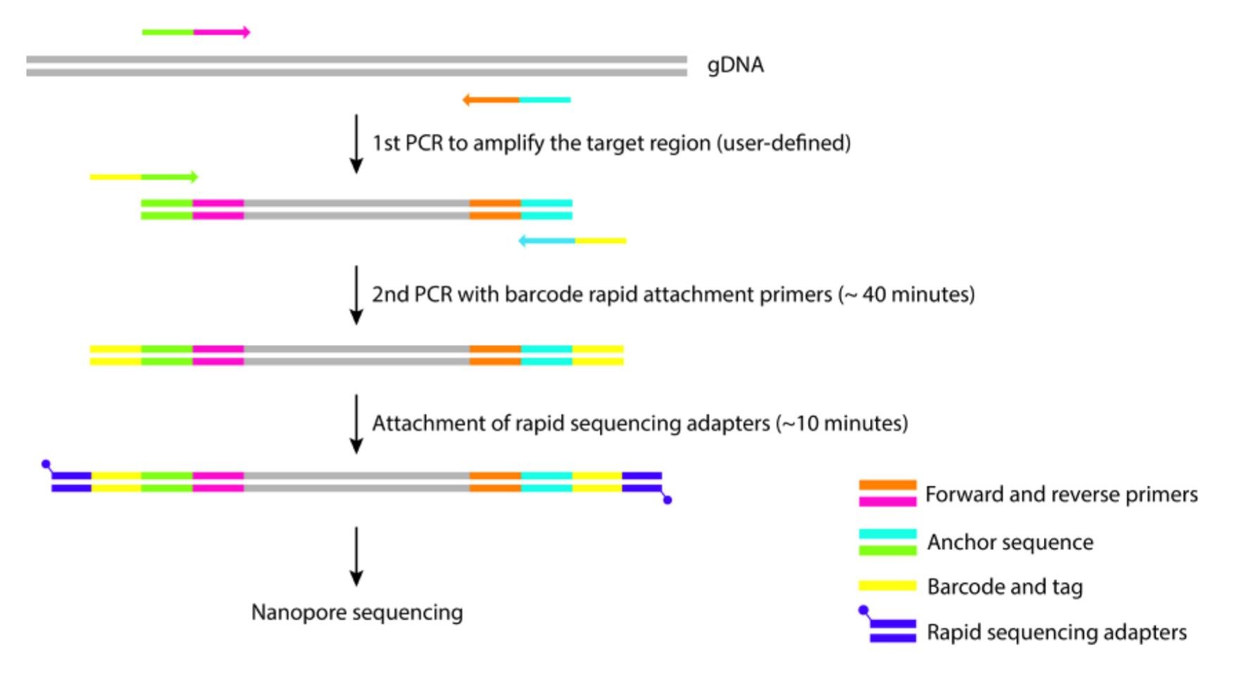 Whole genome sequencing identifies virulence traits, genetic mobility elements, and possible transmission routes in livestock environments. (Rivu, Supantha, et al., 2024)