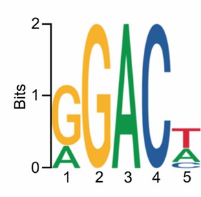 A sequence logo illustrating the m6A nucleotide motif. 
