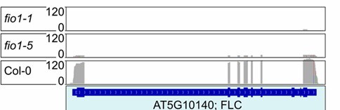 A plot showing the sequence coverage depth at a specific gene locus.