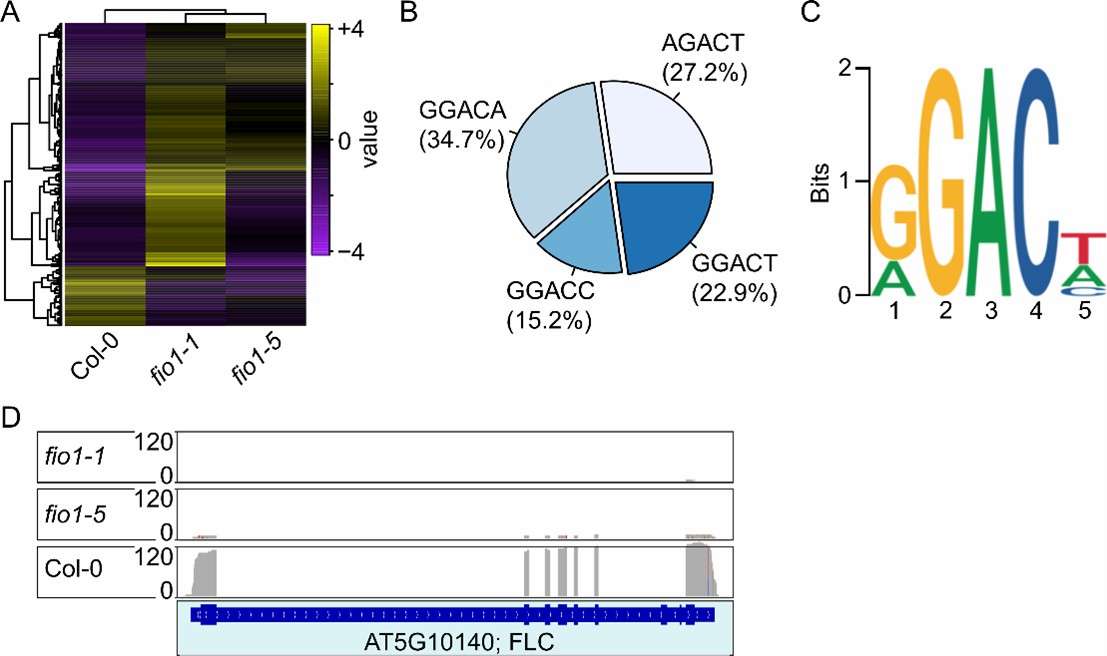 Direct RNA-sequencing analysis Result display.