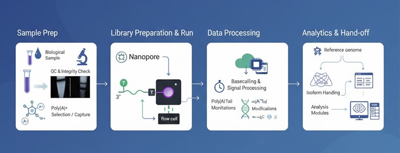 An infographic illustrating the four stages of Nanopore Direct RNA Sequencing: Sample Prep, Library Prep and Run, Data Processing, and Analytics and Hand-off.