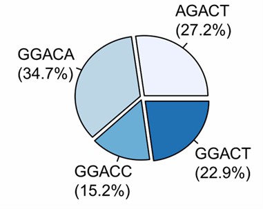 A chart illustrating the distribution of m6A sites across different transcript regions. 