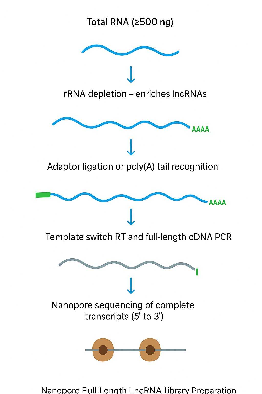 Nanopore full length lncRNA sequencing workflow from rRNA depletion to full-length cDNA library preparation