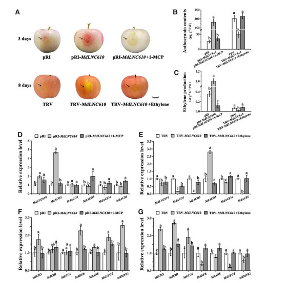 Nanopore full-length lncRNA sequencing case study – MdLNC610 regulates apple anthocyanin via ethylene biosynthesis