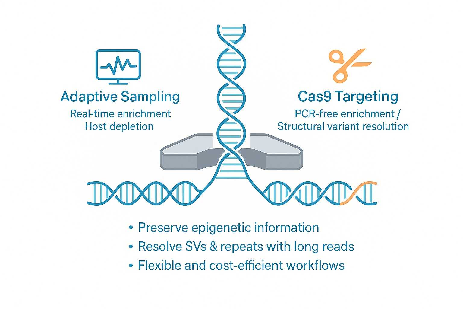 Nanopore targeted sequencing illustration with Cas9 targeting and adaptive sampling