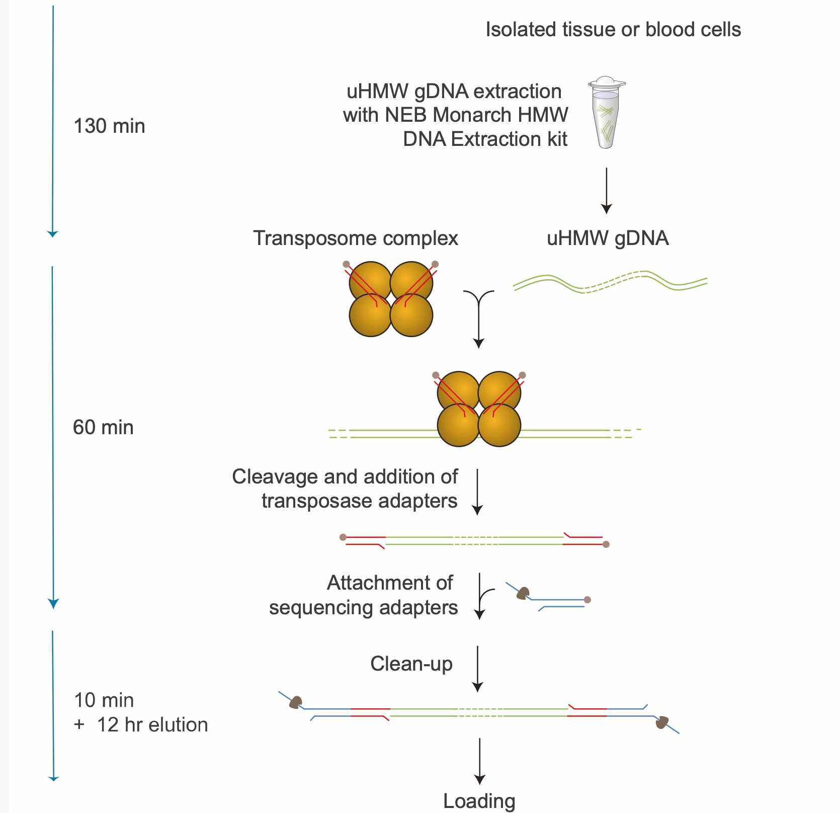 Whole genome sequencing identifies virulence traits, genetic mobility elements, and possible transmission routes in livestock environments. (Rivu, Supantha, et al., 2024)