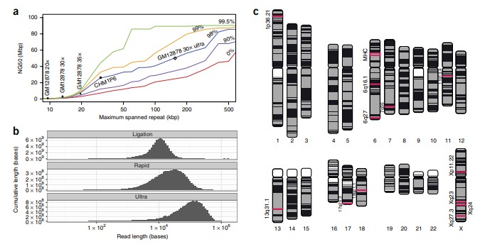 Nanopore ultra long sequencing assembly plot showing closed genome gaps and resolved MHC locus.