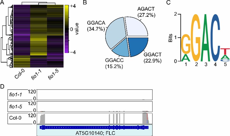 Direct RNA-sequencing analysis results.