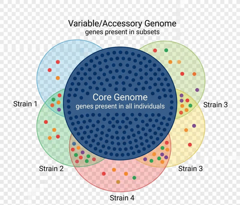 Pan-genome core and accessory genome composition diagram