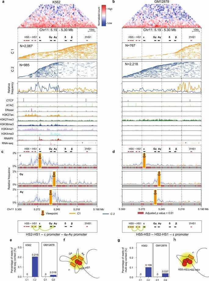 HiPore-C sequencing reveals enhancer-promoter interactions at the β-globin locus in K562 cells.