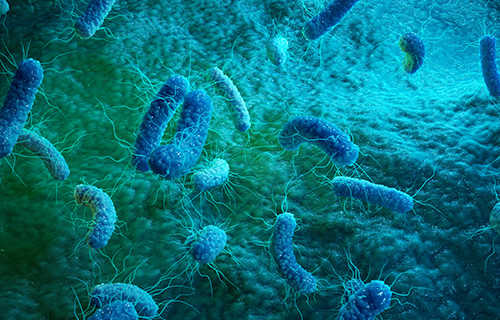 Metagenomische Shotgun-Sequenzierung