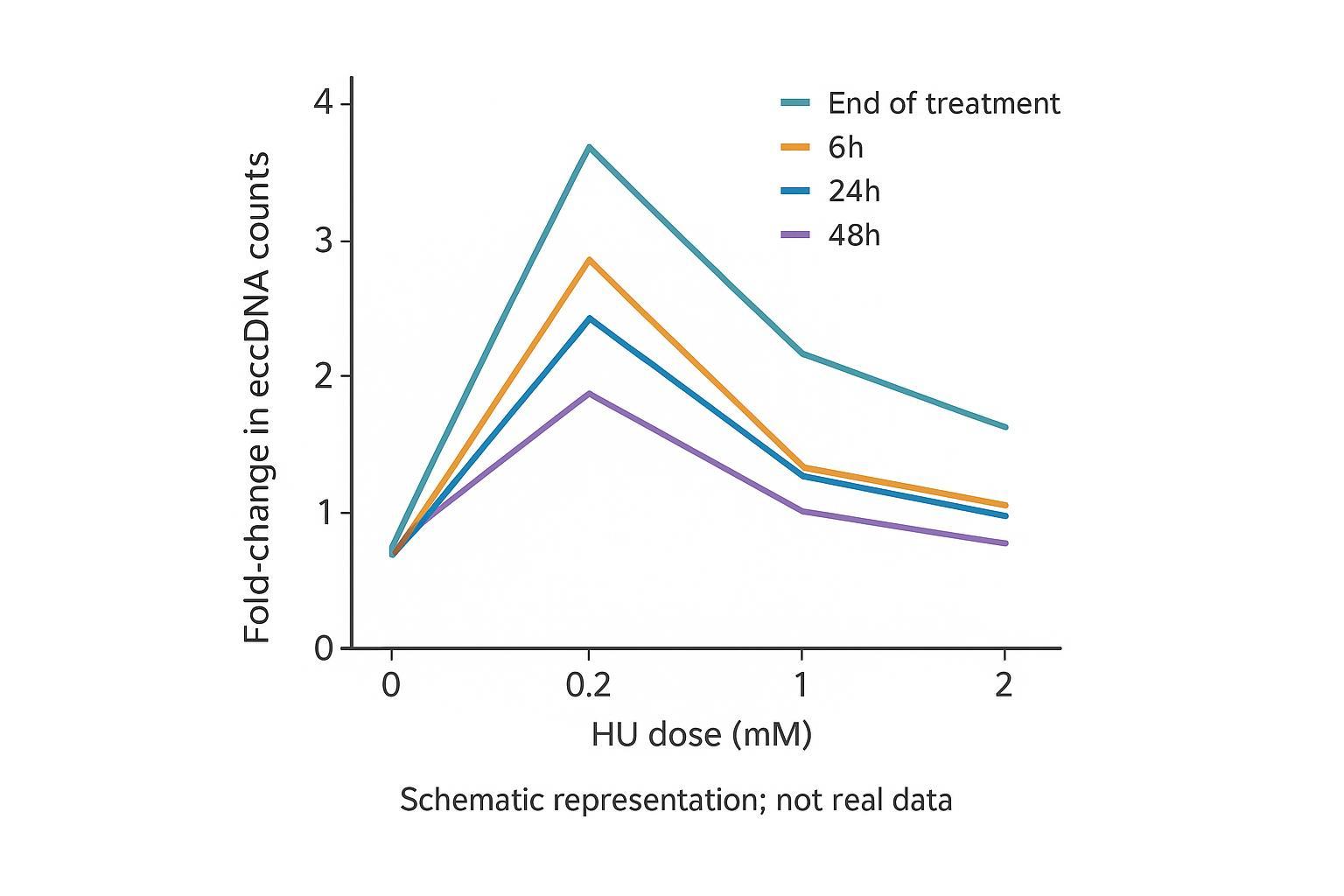 Schematic chart of eccDNA fold-change across HU doses and recovery windows