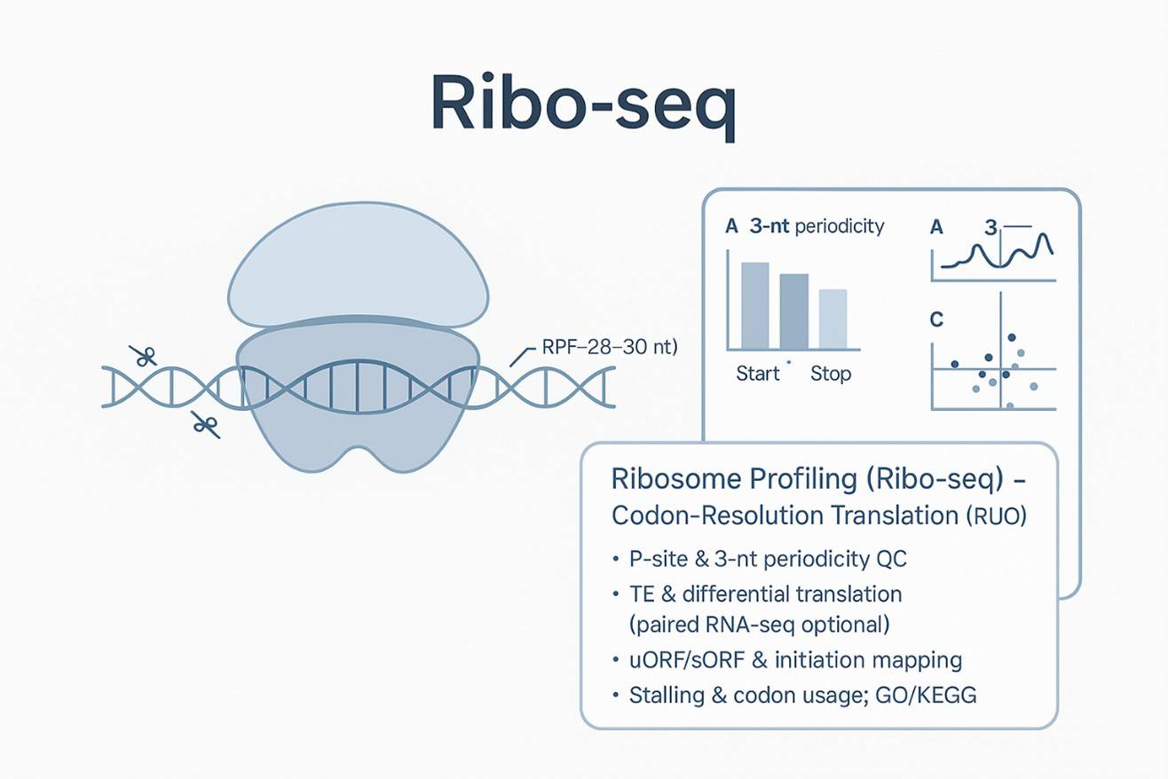Ribo-seq overview showing a ribosome on mRNA with a highlighted RPF, QC panels for 3-nt periodicity, P-site metagene and TE volcano, plus bullets for TE, uORF/sORF, stalling and codon usage