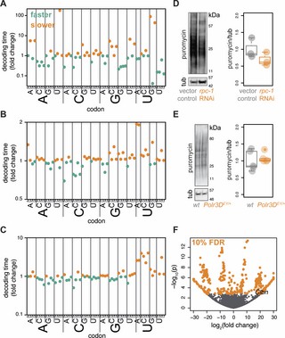 Predicted and observed changes in translation following partial inhibition of Pol III (RNA polymerase III) in worms, flies, and mice.