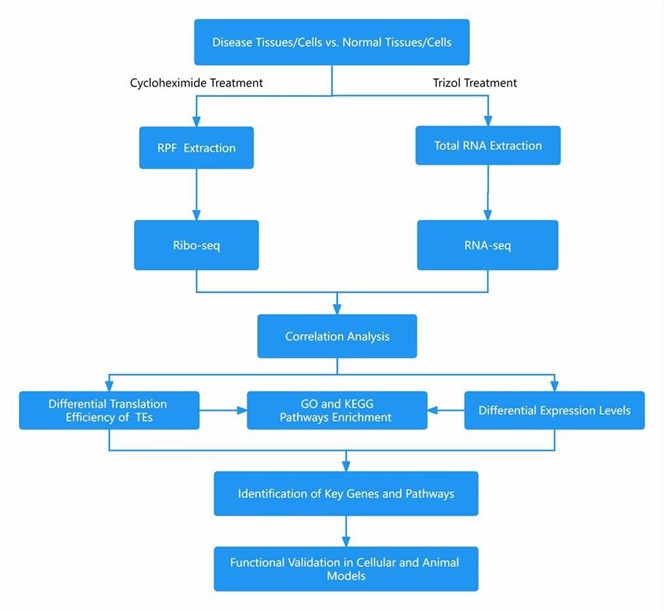 From disease/normal samples through cycloheximide or TRIzol treatment to RPF/total RNA extraction, Ribo-seq and RNA-seq are integrated for correlation analysis, differential TE/DE and GO/KEGG enrichment, enabling key gene/pathway identification and functional validation.