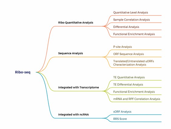 Mind map of Ribo-seq analysis modules: quantitative, sequence-level, TE with transcriptome integration, and ncRNA integration