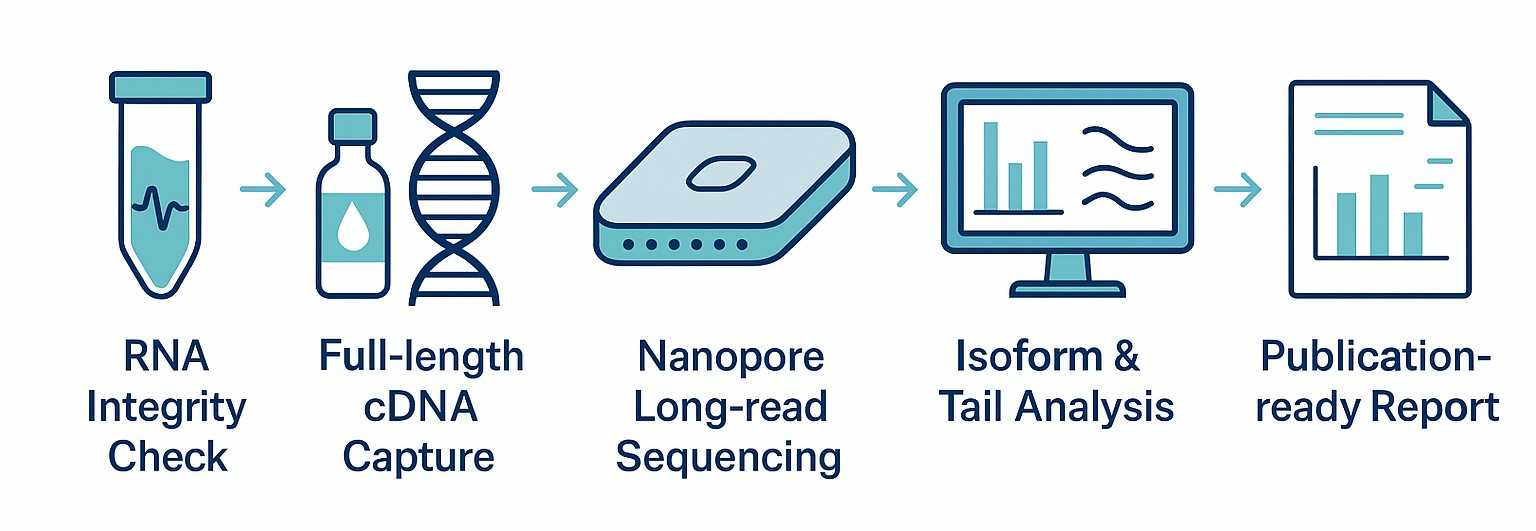 TAIL Iso-seq sequencing workflow showing RNA QC, full-length cDNA library prep, Nanopore sequencing, bioinformatics analysis, and deliverables.