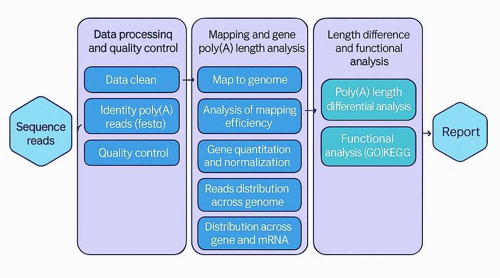 TAIL Iso-seq data analysis workflow showing sequence reads, poly(A) read identification, mapping, poly(A) length distribution, functional analysis, and report