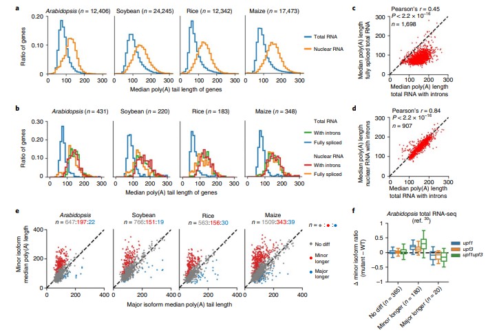 PolyA tail length distribution: nuclear vs cytoplasmic RNA in plants (Jia et al. 2022)
